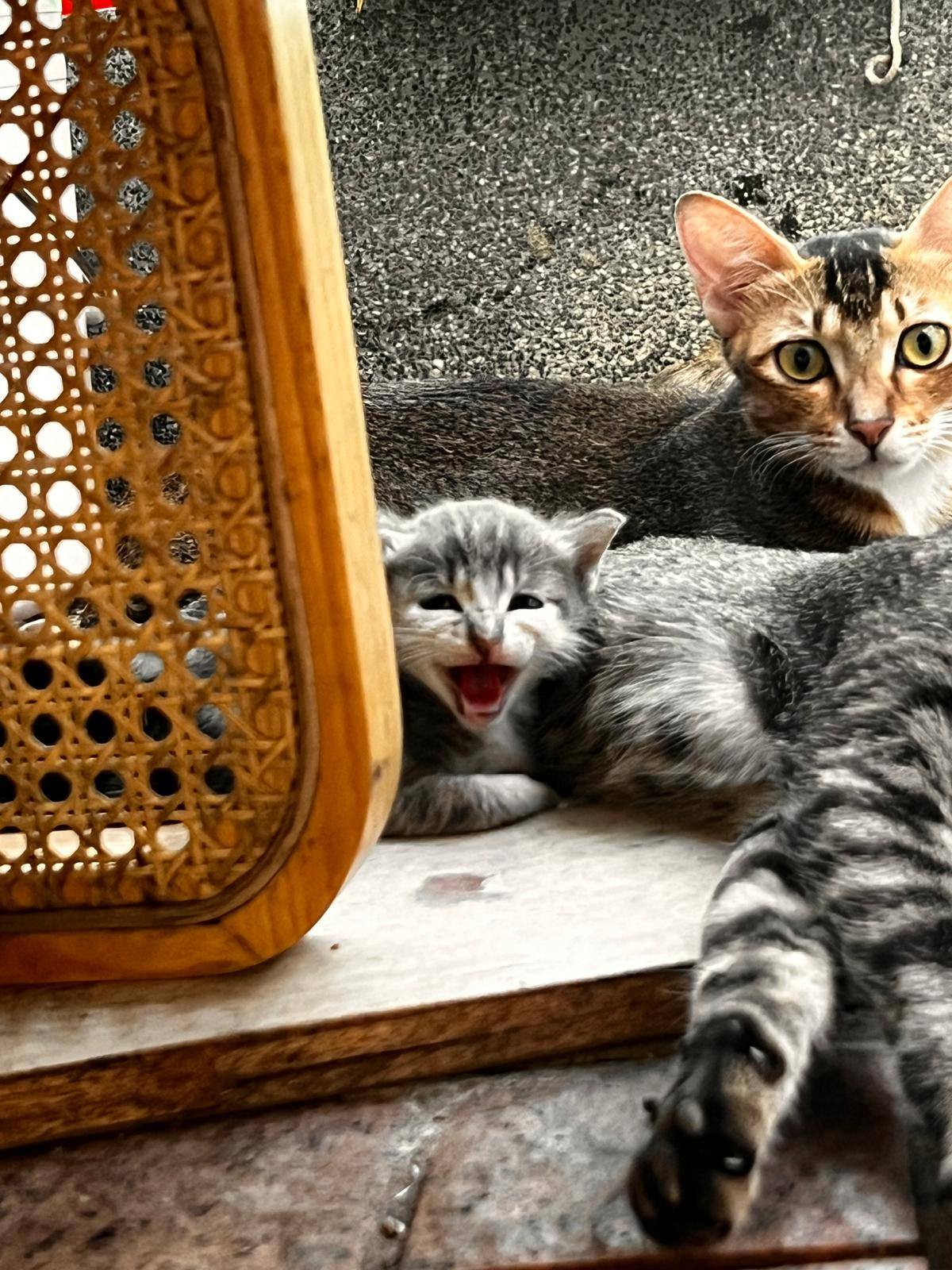 Cooked dishes ready to serve